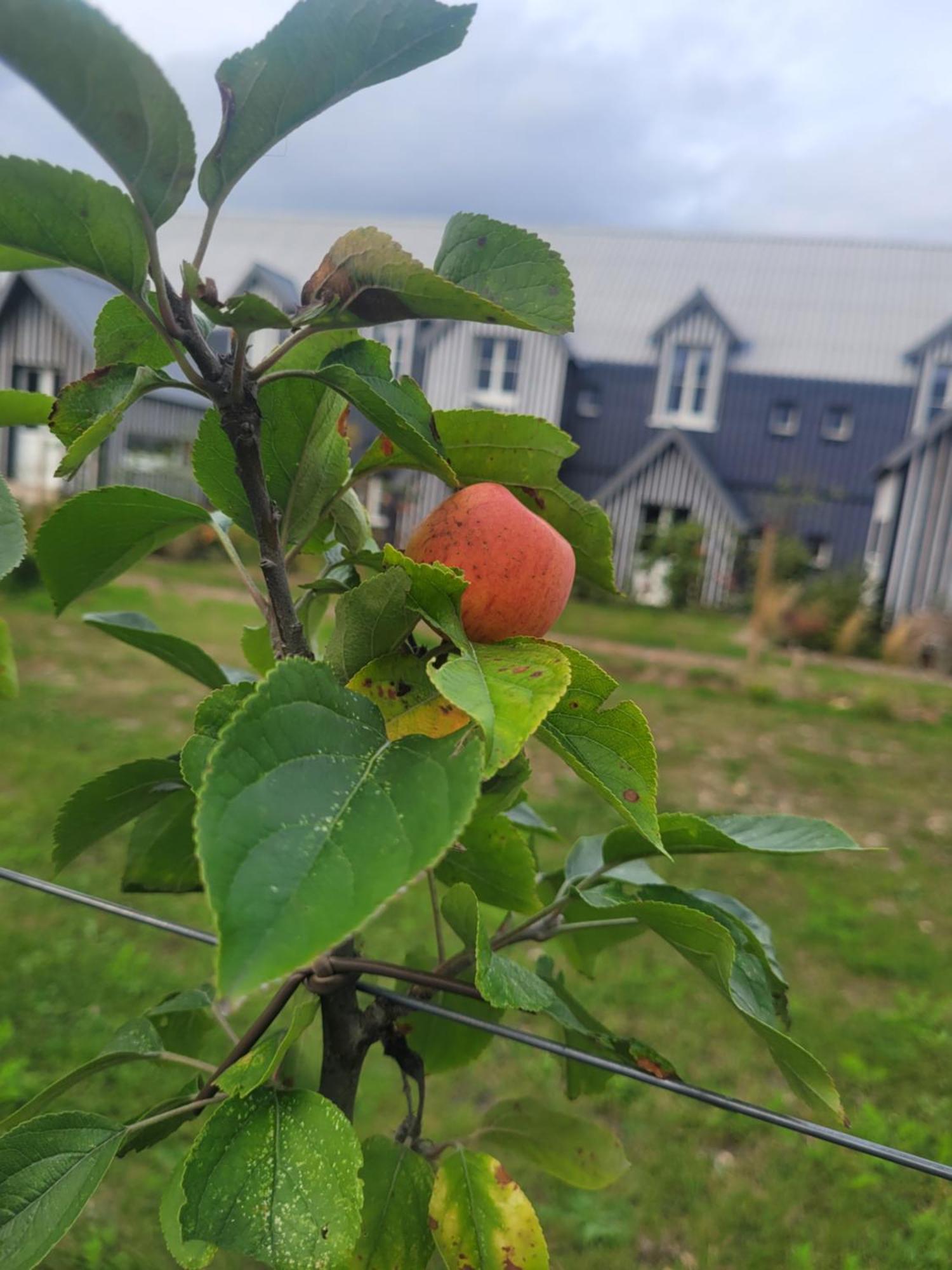 Le Bois Des Chambres Chaumont-sur-Loire Eksteriør bilde